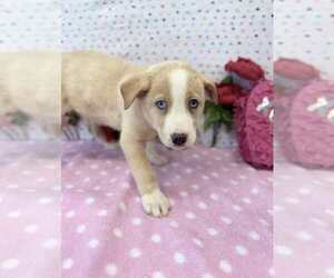 Australian Shepherd-German Shepherd Dog Mix Dogs for adoption in Lakewood, CO, USA