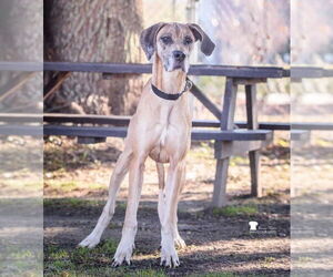 Great Dane Dogs for adoption in Bullard, TX, USA