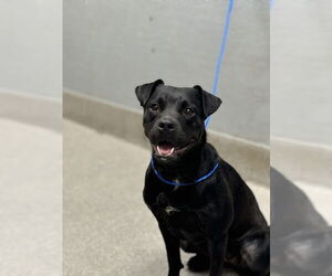 Boxer-Unknown Mix Dogs for adoption in Las Vegas, NV, USA