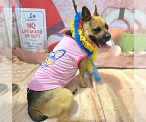 German Shepherd Dog-Unknown Mix Dogs for adoption in Long Beach, CA, USA