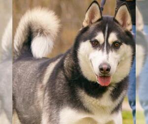 Siberian Husky-Unknown Mix Dogs for adoption in Ann Arbor, MI, USA