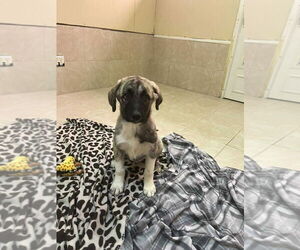 Anatolian Shepherd Dogs for adoption in Osgood, IN, USA