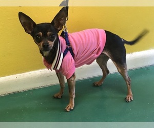 Chihuahua Dogs for adoption in Fort Pierce, FL, USA
