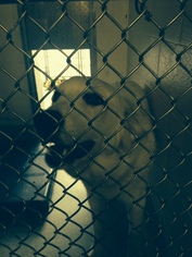 Golden Pyrenees Dogs for adoption in Alexandria, VA, USA
