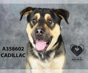 German Shepherd Dog Dogs for adoption in Stockton, CA, USA