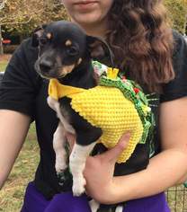 Rat-Cha Dogs for adoption in Holly Springs, NC, USA