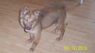 Golden Shepherd Dogs for adoption in Crossville, AL, USA