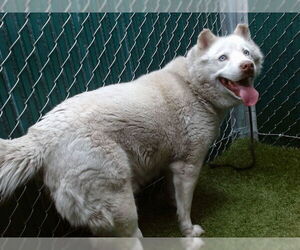 Siberian Husky-Unknown Mix Dogs for adoption in Downey, CA, USA