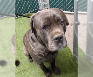 Mastiff Dogs for adoption in Downey, CA, USA