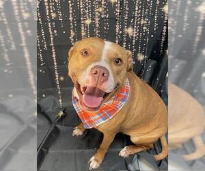 Mutt Dogs for adoption in Tulsa, OK, USA