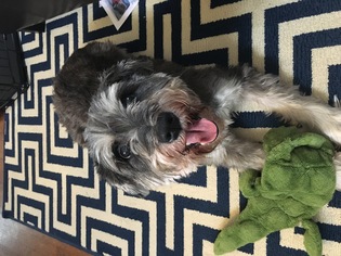 Medium Photo #1 Mutt Puppy For Sale in Spring, TX, USA
