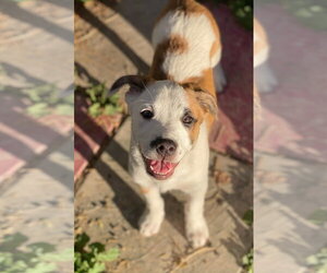 American Pit Bull Terrier-Unknown Mix Dogs for adoption in Davis, CA, USA