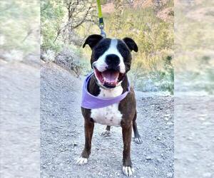 American Pit Bull Terrier-Unknown Mix Dogs for adoption in Las Vegas, NV, USA