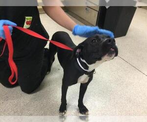 American Pit Bull Terrier-Unknown Mix Dogs for adoption in Riverside, CA, USA