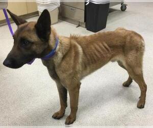 Mutt Dogs for adoption in Riverside, CA, USA