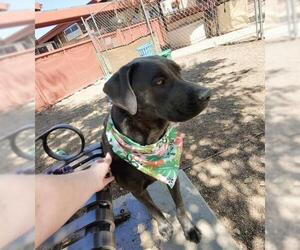 Medium Photo #1 Labmaraner Puppy For Sale in Phoenix, AZ, USA