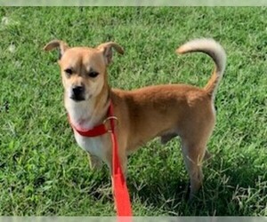 Chiweenie Dogs for adoption in Wakefield, RI, USA