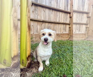 Mutt Dogs for adoption in Rosenberg, TX, USA