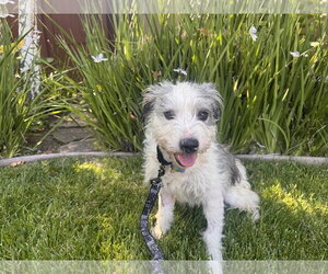 Border Terrier-Unknown Mix Dogs for adoption in Santa Clara, CA, USA