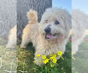 Havanese-Unknown Mix Dogs for adoption in Newport Beach, CA, USA