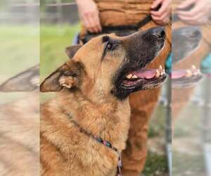 German Shepherd Dog Dogs for adoption in Louisville, KY, USA