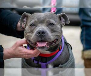 American Staffordshire Terrier Dogs for adoption in NYC, NY, USA