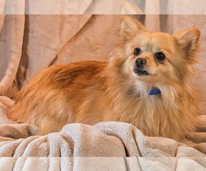 Pomeranian Dogs for adoption in Bon Carbo, CO, USA
