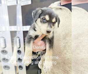 Medium Photo #1 Gerberian Shepsky Puppy For Sale in Aurora, IN, USA