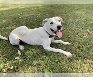 Lab-Pointer Dogs for adoption in Murfreesboro, TN, USA