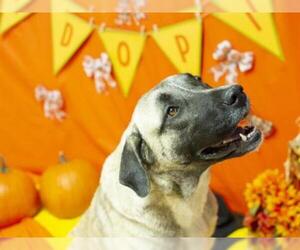 Anatolian Shepherd Dogs for adoption in Placerville, CA, USA
