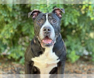 American Staffordshire Terrier-Unknown Mix Dogs for adoption in Tavares, FL, USA