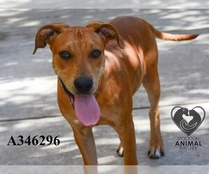 Labrador Retriever-Unknown Mix Dogs for adoption in Stockton, CA, USA