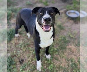 American Pit Bull Terrier-Unknown Mix Dogs for adoption in Modesto, CA, USA