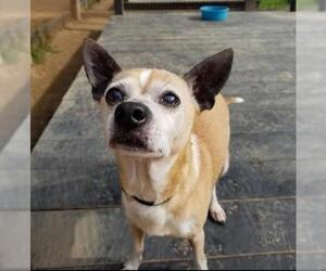 Chihuahua Dogs for adoption in Spring, TX, USA
