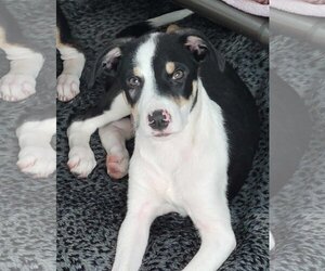 Border Collie-Unknown Mix Dogs for adoption in Des Moines, IA, USA