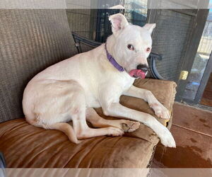 Affenpinscher-Afghan Hound Mix Dogs for adoption in Cottonwood, AZ, USA