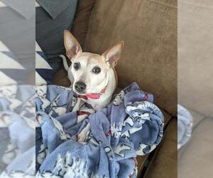 Jack-Rat Terrier Dogs for adoption in Cedar Rapids, IA, USA