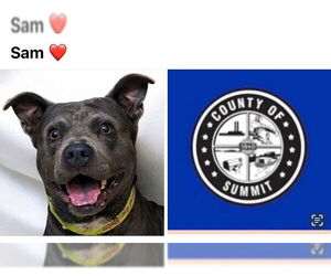 Staffordshire Bull Terrier-Unknown Mix Dogs for adoption in Akron, OH, USA