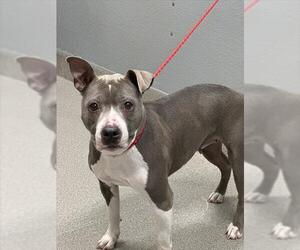 American Pit Bull Terrier-Unknown Mix Dogs for adoption in Las Vegas, NV, USA