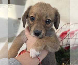 Medium Photo #1 Mutt Puppy For Sale in Brooklyn, NY, USA