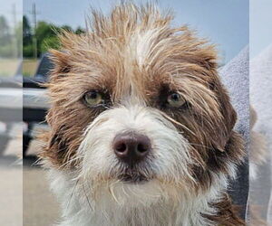Shih Tzu-Unknown Mix Dogs for adoption in Huntley, IL, USA
