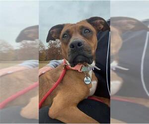 Boxer-Unknown Mix Dogs for adoption in Forestville, MD, USA
