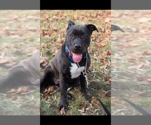 American Pit Bull Terrier-Labrador Retriever Mix Dogs for adoption in Glenview, IL, USA
