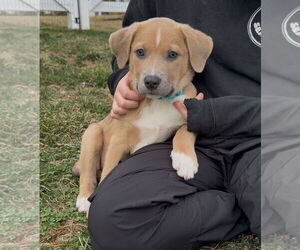 Mutt Dogs for adoption in Parker Ford, PA, USA