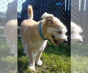 Pom-A-Poo Dogs for adoption in Oskaloosa, IA, USA