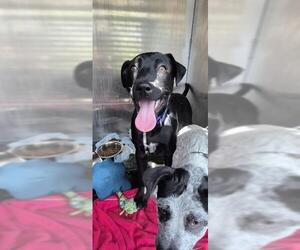 Mutt Dogs for adoption in San Antonio, TX, USA