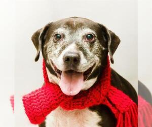Labrador Retriever Dogs for adoption in Sanford, FL, USA