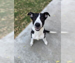 Border Collie Dogs for adoption in Fremont, CA, USA