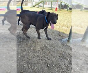 American Pit Bull Terrier-Labrador Retriever Mix Dogs for adoption in Bakersfield, CA, USA
