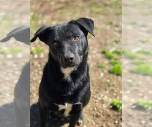 Mutt Dogs for adoption in Crandall, GA, USA